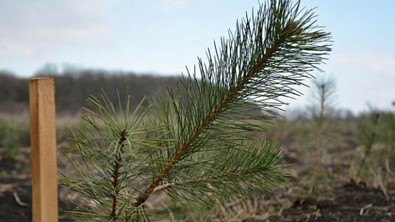 Ставропольцы могут получить денежные призы за восстановление леса