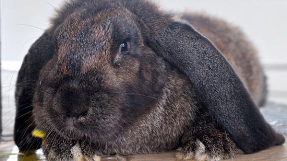 «Пятерых съели, остальных пожалели»: На Ставрополье воры похитили 15 кроликов