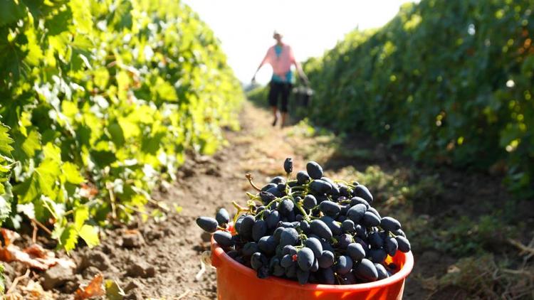 На Ставрополье заложили более 717 гектаров садов и виноградников
