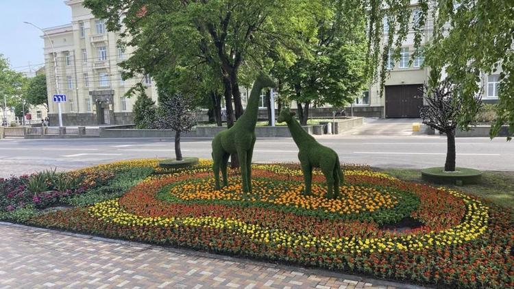 Клумбы Ставрополя к 9 Мая украсили цветущие символы Победы