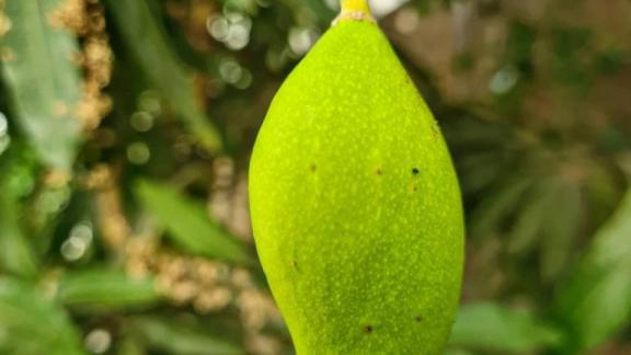 В Ставропольском ботаническом саду впервые сформировался плод манго