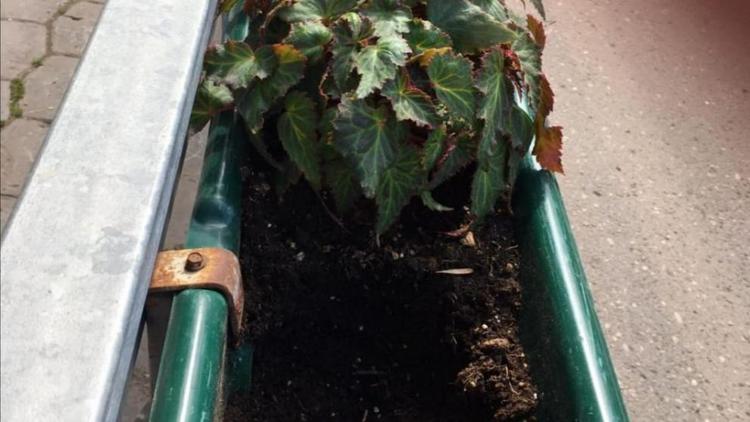 В Кисловодске цветочные воры украли 500 растений с городских клумб