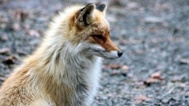 На Ставрополье до 7 марта посчитают диких животных