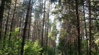 На Ставрополье будет создан реестр лесных насаждений