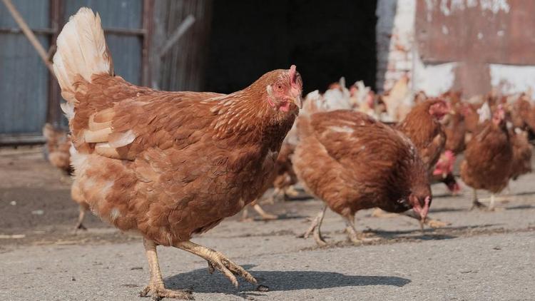 В Пятигорске работников птицефабрики подозревают в краже мяса