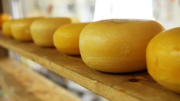 На Ставрополье увеличился объём производства сыров и сырных продуктов
