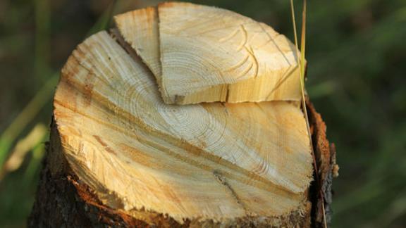 Руководство техникума в Кисловодске нелегально уничтожило 21 дерево