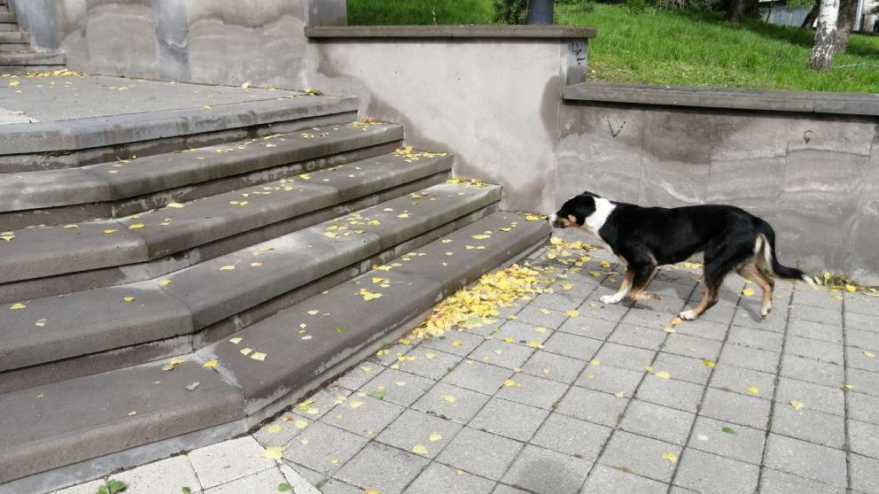 Ставропольцам рассказали, как правильно избавляться от осенней листвы