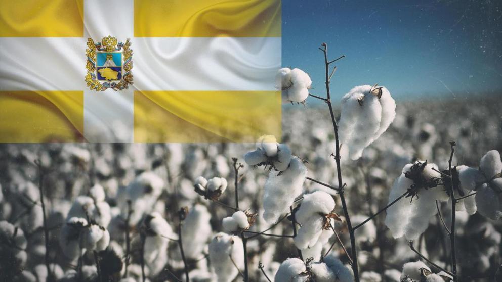 Хлопоководство возрождают на Ставрополье