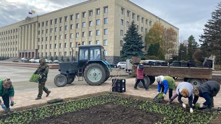 В Ставрополе высадят 220 тысяч цветов 