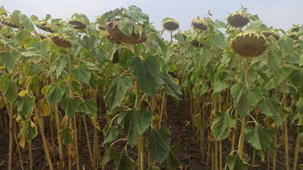 Аграрии Ставрополья приступили к уборке подсолнечника