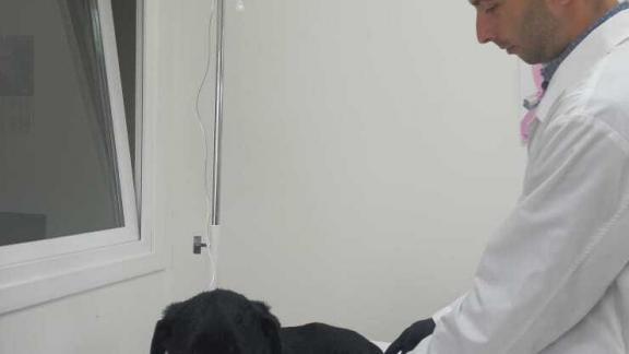 Госветслужба Ставрополья провела более полумиллиарда вакцинаций животных