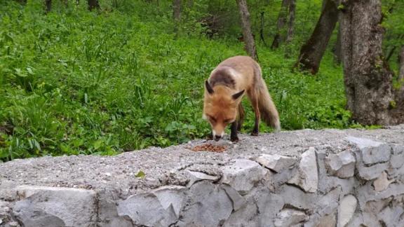 В Курортном парке Железноводска зооволонтёры встретили лису