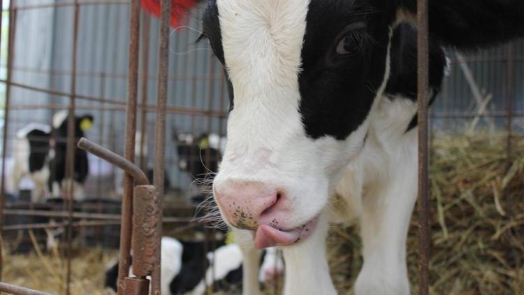 На Ставрополье поддержали геномную оценку племенной ценности молочного скота