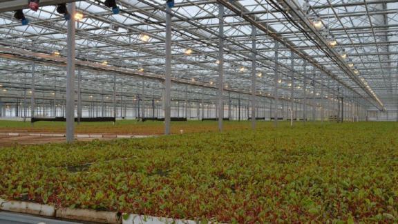 Урожай зелени в Предгорном округе бьёт рекорды