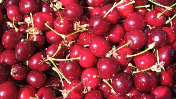 На Ставрополье собрали первую тонну черешни