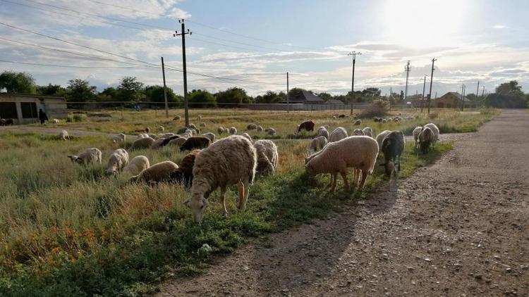 На Ставрополье господдержка производства шерсти составит более 54 млн рублей