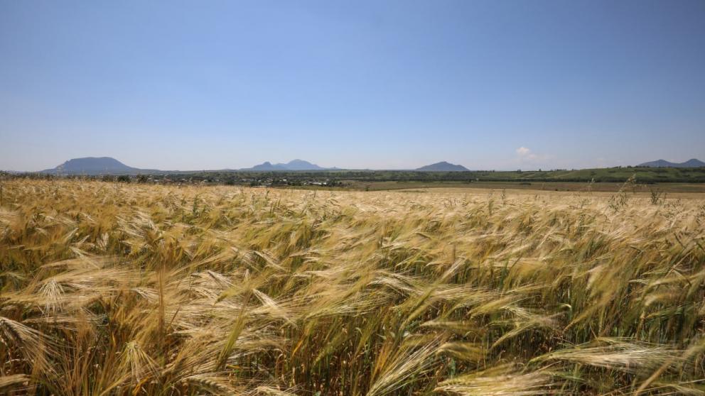 Ставропольский эксперт считает, что агрострахование нуждается в реформе