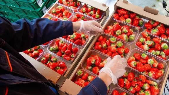 60 тонн клубники собрали в теплицах Предгорного округа