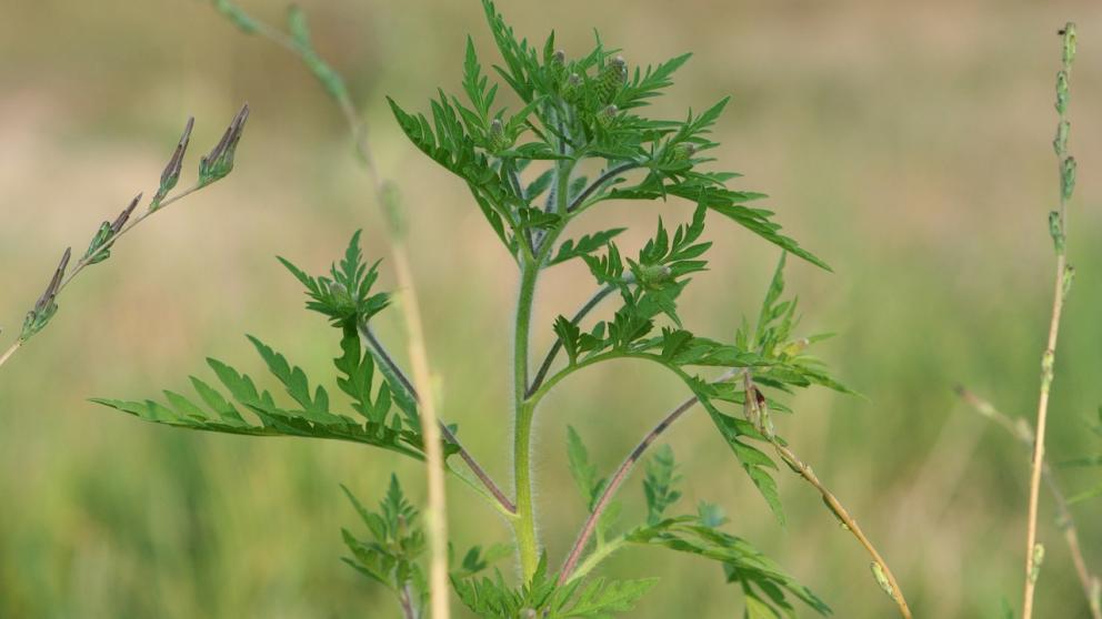 В Ставрополе более 85 гектаров обработали против амброзии