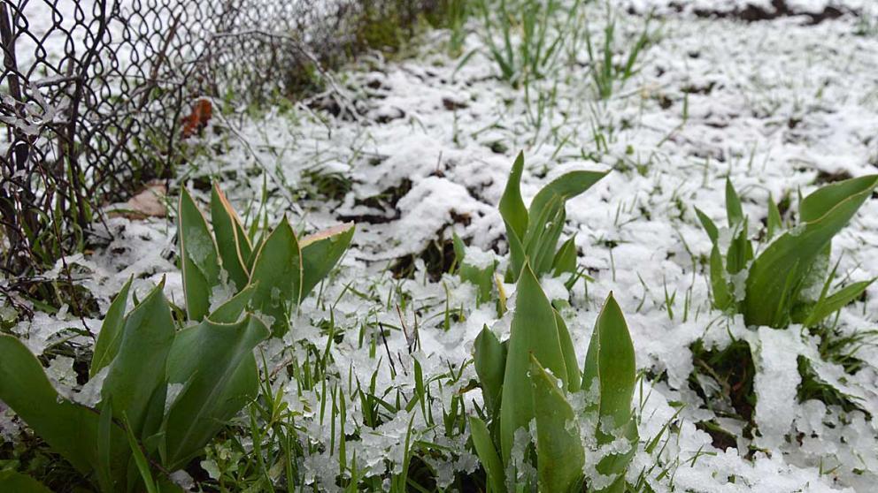 Заморозки ожидаются на Ставрополье в начале недели