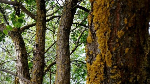 Шаляпинская ель из Кисловодска участвует во Всероссийском конкурсе