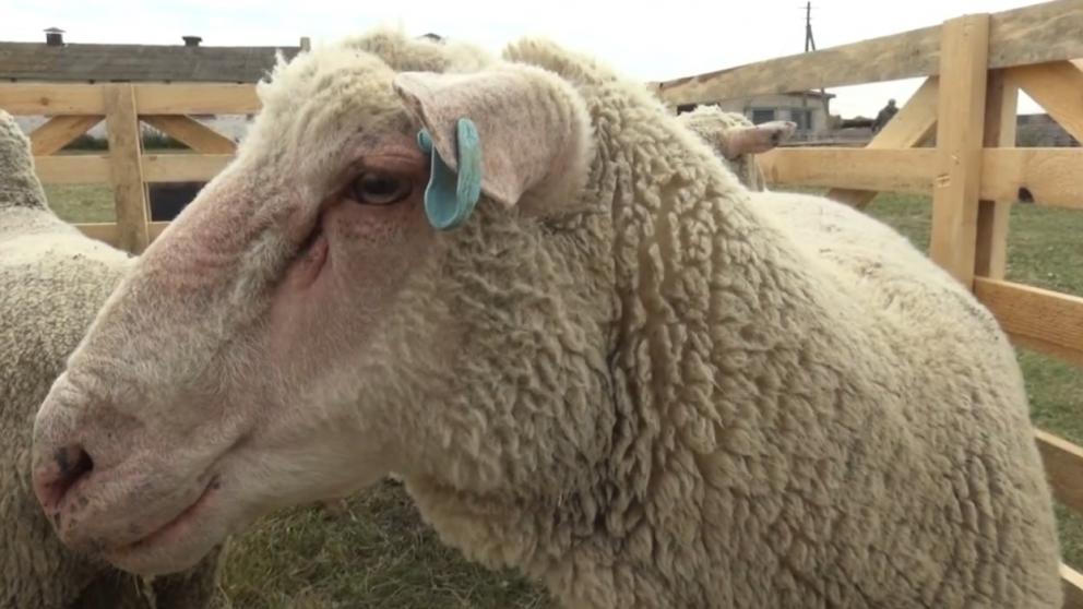 Учёные Ставрополья намерены вывести мясную породу овец