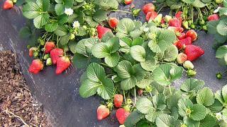 На Ставрополье начата посадка земляники