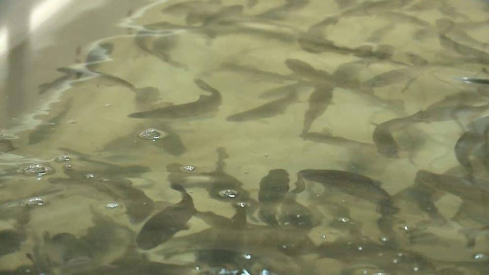 На Ставрополье фермер получил грант и открыл форелевое хозяйство