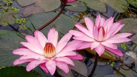 На Ставрополье учёных наградили за труд о нимфеях