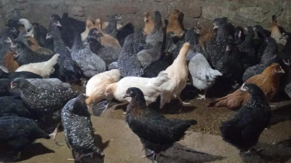 Соцконтракт помог жителю села на Ставрополье расширить подсобное хозяйство