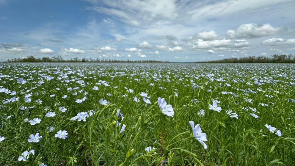 Учёный СКФУ прокомментировал меры защиты посевов от засухи