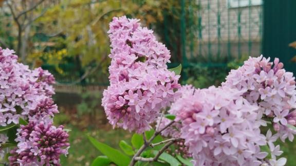 На Ставрополье в ноябре зацвела сирень