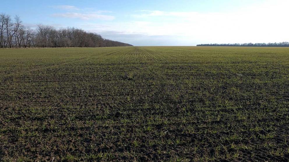 Состояние озимого поля в АПК Ставрополья лучше прошлогоднего
