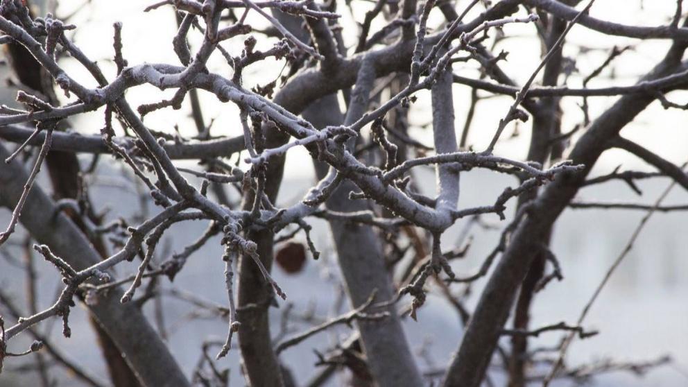 Аграрии Ставрополья отметили успешную зимовку многолетников