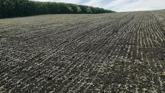 Аграрии Предгорного округа увеличили площади под посевы гречихи