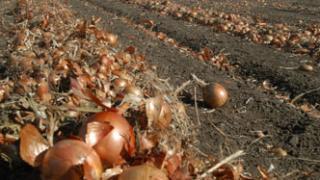 Как решить овощную проблему на Ставрополье