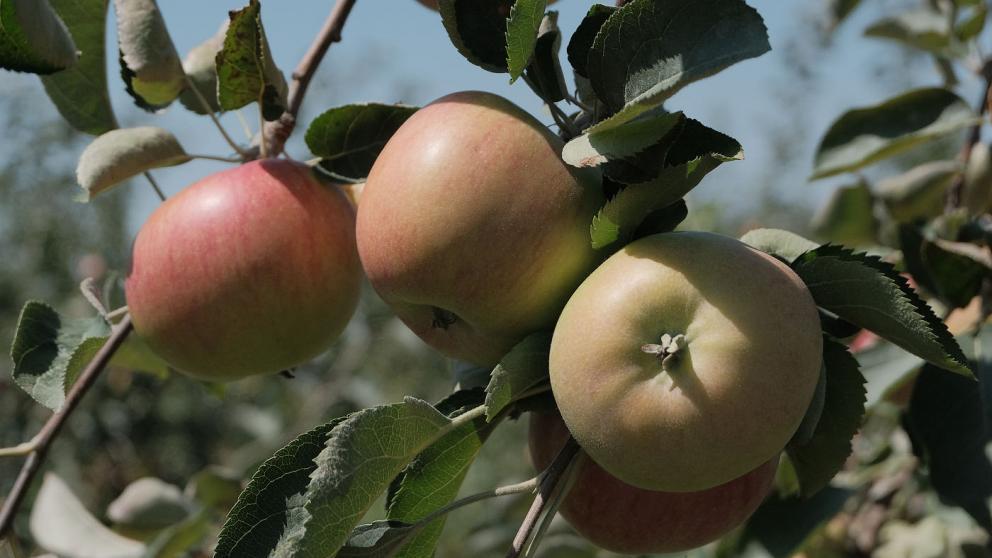 Губернатор Владимиров: Цель в АПК — переработка всей садоводческой продукции Ставрополья на месте