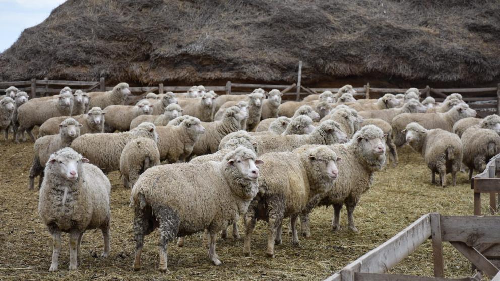 На Ставрополье стартовала кампания по осеменению овец