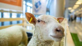 Крупный овцеводческий племенной комплекс откроют в Предгорном округе