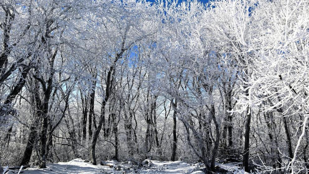 Можно ли на Ставрополье праздновать Новый год прямо в лесу?