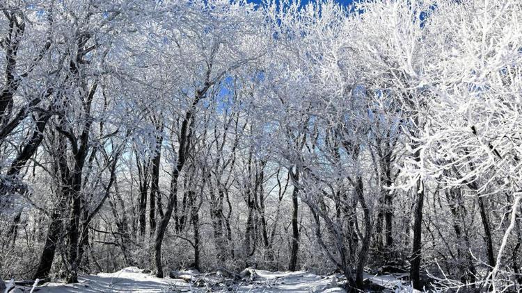 Можно ли на Ставрополье праздновать Новый год прямо в лесу?