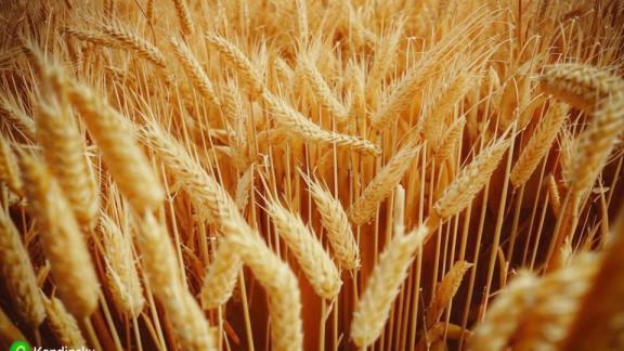 На Ставрополье появится новый мельничный комплекс