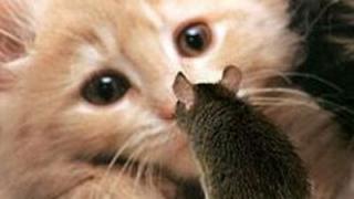 Почему кот приносит вам свою добычу?