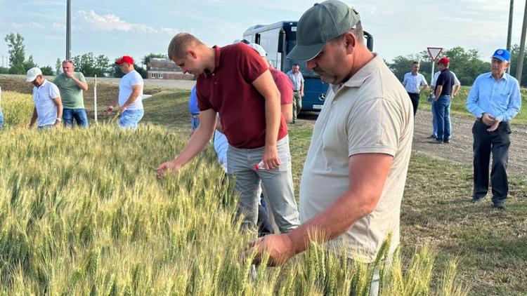 В Новоалександровском округе урожайность зерновых прогнозируется меньше прошлогоднего