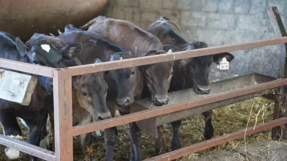 Малый агробизнес Ставрополья в 2025 году получил более 180 млн рублей господдержки