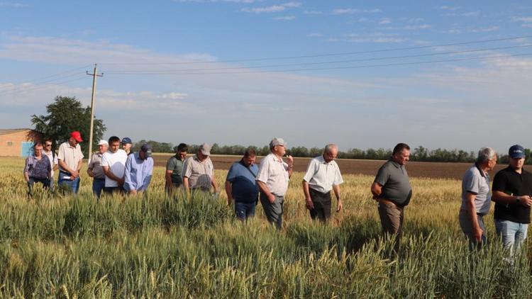 Аграриям Ипатовского округа предстоит убрать 144 тысячи гектаров озимых