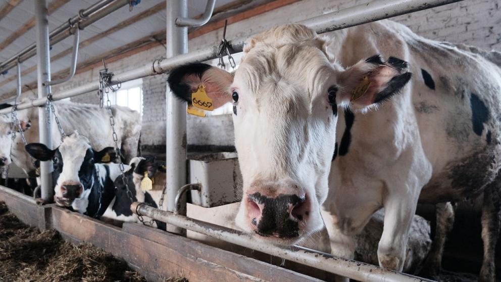 На Ставрополье динамично развивается молочное животноводство