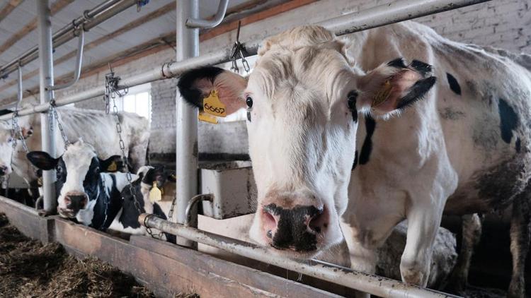 На Ставрополье динамично развивается молочное животноводство