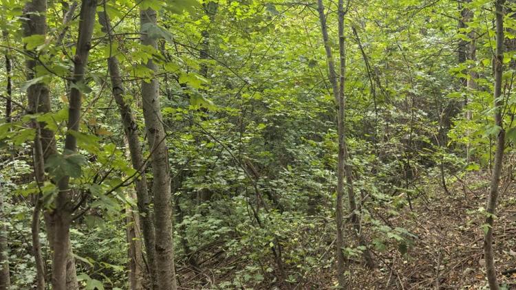 В Ставрополе благоустроят территорию возле родника в Таманском лесу 